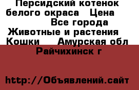 Персидский котенок белого окраса › Цена ­ 35 000 - Все города Животные и растения » Кошки   . Амурская обл.,Райчихинск г.
